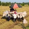 Nông dân thu hoạch lúa Đông Xuân 2022-2023. (Ảnh: Hồng Thái/TTXVN)