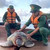 Kiên Giang: Thả cá thể rùa biển nặng 80kg về lại đại dương