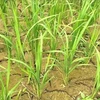 Những cánh đồng lúa thiếu nước nên đất bị khô cằn, nứt nẻ. (Nguồn: Báo Lào Cai)