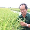 Nông dân huyện Thạnh Phú, tỉnh Bến Tre thực hiện mô hình "con tôm ôm cây lúa." (Ảnh: Chương Đài/TTXVN)