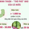 [Infographics] Tỉnh Ninh Thuận - “thủ phủ” nho của cả nước