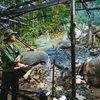 Chốt quản lý, bảo vệ rừng của Công ty TNHH MTV Lâm nghiệp Krông Bông bị thiêu rụi. (Nguồn: Báo Đắk Lắk)