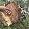 Chiều dài thân cây bị cưa hạ trung bình từ 13-20m, đường kính thân cây từ 13-45cm. (Ảnh: Nguyễn Dũng/TTXVN)