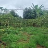 Vườn chanh leo tại tỉnh Gia Lai bị bỏ, không thu hoạch. (Ảnh: Hồng Điệp/TTXVN)