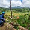Cận cảnh nhức nhối nạn phá rừng thông ở Lạc Dương, Lâm Đồng 