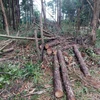 Những cây thông bị chặt hạ để chiếm đất rừng ở huyện Bảo Lâm, tỉnh Lâm Đồng. (Ảnh: TTXVN phát)