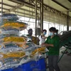Sản xuất gạo tại Công ty Cổ phần Tập đoàn Tân Long - Chi nhánh Đồng Thá ở xã Định An, huyện Lấp Vò, Đồng Tháp. (Ảnh: Nhựt An/TTXVN)