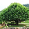Cây chè cổ thụ nằm trong quần thể 400 cây chè Shan Tuyết ở Suối Giàng được hội Bảo vệ Thiên nhiên và Môi trường Việt Nam công nhận là Cây Di sản Việt Nam. (Ảnh: Tuấn Anh/TTXVN)