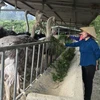 Bà Nguyễn Thị Bình đang cho đà điểu ăn trong trang trại. (Ảnh: Tiến Vĩnh/TTXVN)