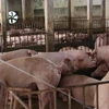 Một trang trại chăn nuôi lợn. (Ảnh: Công Luật/TTXVN)