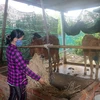 Chăn nuôi bò giảm nghèo ở xã Mỹ Phong, thành phố Mỹ Tho, tinh Tiền Giang. (Nguồn: Cổng thông tin Điện tử tỉnh Tiền Giang)