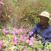 Ông Trần Văn Triều, làng nghề ấp Long Bình chăm sóc hoa kiểng. (Ảnh: Thanh Hòa/TTXVN)