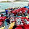 Cảng cá Cửa Tùng nhộn nhịp cảnh mua bán hải sản. (Ảnh: Nguyên Linh/TTXVN)