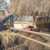 Nông dân tích trữ rơm trên gác mái chuồng trại để giữ ấm và đảm bảo thức ăn cho đàn gia súc trong mùa rét. (Ảnh: Hương Thu/TTXVN)