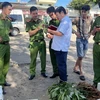 Số sâm giả Ngọc Linh không người nhận bị lực lượng chức năng phát hiện tại bến xe tỉnh Kon Tum vào sáng 19/12. (Ảnh: TTXVN phát)
