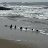 Xác tàu gỗ lộ thiên được ngư dân phát hiện tại bờ biển Tân Thành (TP Hội An) sau đợt triều cường, mưa lớn hai ngày vừa qua. (Nguồn: Báo Công an Nhân dân)