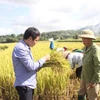 Người dân huyện Than Uyên phát triển lúa đặc sản địa phương để nâng cao thu nhập, góp phần giữ vững các tiêu chí nông thôn mới. (Ảnh: Việt Hoàng/TTXVN)