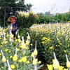 Thu hoạch hoa cúc tại xã Mỹ Tân. (Ảnh: Nguyễn Lành/TTXVN)