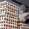 Nga nằm trong top 10 nước dẫn đầu về mức tiêu thụ trứng, là nhà sản xuất lớn thứ 6 trên thế giới. (Nguồn: Tass)