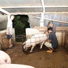 Người chăn nuôi xuất chuồng đàn lợn. (Ảnh: Thanh Tân/TTXVN)