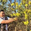 Người trồng mai ở xã Ia Kênh, thành phố Pleiku, tỉnh Gia Lai, tất bật cho vụ hoa Tết 2024. (Ảnh: Hồng Điệp/TTXVN)