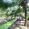 Một vườn dừa. (Ảnh: Thanh Hòa/TTXVN)