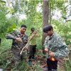 Tổ cộng đồng tuần tra bảo vệ rừng phối hợp với lực lượng kiểm lâm kiểm tra, tháo gỡ bẫy động vật tại Vườn Quốc gia Chư Yang Sin. (Ảnh: TTXVN phát)