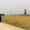 Người dân khu phố Nghi Am, phường Trạm Lộ, thị xã Thuận Thành sớm bàn giao mặt bằng thi công. (Ảnh: Thái Hùng/TTXVN)