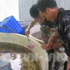 Trang trại Thức Mai tại thôn Can Hồ Mông, xã Ngũ Chỉ Sơn, thị xã Sa Pa, cung ứng cá giống, cám cá và thu mua cá xuất bán từ trên 30 hộ dân trong vùng. (Ảnh: TTXVN)