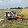  Nông dân An Giang khẩn trương thu hoạch lúa vụ Đông Xuân. (Ảnh: Thanh Sang/TTXVN)