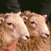 Cặp song sinh cừu nhân bản đầu tiên trên thế giới. (Nguồn: europa.eu)