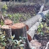 Những gốc cây lớn bị nhóm đối tượng cưa hạ trong một vụ phá rừng ở tỉnh Gia Lai. (Ảnh: TTXVN phát)