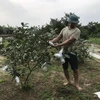 Anh Phạm Văn Trọng, xã Vĩnh Lập, kiểm tra ổi trồng của gia đình khi bị nước mặn xâm nhập. (Ảnh: Tiến Vĩnh/TTXVN)