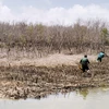 Hộ dân vi phạm tiến hành trồng lại rừng bằng loài cây ở vùng ngập mặn trước sự chứng kiến, giám sát của đoàn công tác và chính quyền địa phương. (Ảnh: Chanh Đa/TTXVN)