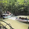Du khách tham quan, trải nghiệm sản phẩm du lịch xuyên rừng tại Mũi Cà Mau. (Ảnh: Kim Há/TTXVN)