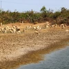 Người dân xã Xuân Hải, huyện Ninh Hải, tỉnh Ninh Thuận, di chuyển đàn cừu đến nơi còn nguồn thức ăn, nước uống để chăn thả do nắng nóng. (Ảnh: Nguyễn Thành/TTXVN)