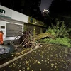 Một cây lớn bật gốc đổ ra phố Tràng Thi, Hà Nội, trong trận mưa dông tối 20/4 vừa qua. (Ảnh: Phạm Kiên/TTXVN)