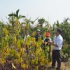 Diện tích cây càphê tại xã Ea Trul, huyện Krông Bông bị ảnh hưởng do hạn hán kéo dài. (Ảnh: Tuấn Anh/TTXVN)