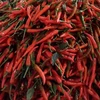 Trong nhóm hàng rau củ xuất khẩu, ớt là mặt hàng quan trọng nhất, chiếm 25,9% về giá trị, vượt xa so với các mặt hàng cùng nhóm như khoai lang, súp lơ... (Ảnh: Vietnam+)