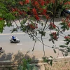 Đẹp ngỡ ngàng con đường hoa phượng đỏ ở tỉnh Hòa Bình 