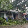 Công nhân Công ty Cổ phần Môi trường Đô thị tỉnh Lào Cai cắt dọn cây xanh bị gãy đổ do mưa dông để đảm bảo an toàn giao thông. (Ảnh: Quốc Khánh/TTXVN)