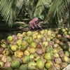 Nhà vườn Bến Tre thu hoạch dừa khô nguyên liệu. (Ảnh: TTXVN phát)