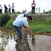 'Bí ẩn' nguồn nước mặn ảnh hưởng lúa của nông dân ở Hậu Giang