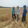 Nhiều diện tích lúa ở huyện Giồng Trôm, tỉnh Bến Tre, bị thiệt hại nặng nề do hạn, mặn. (Ảnh: Huỳnh Phúc Hậu/TTXVN)