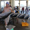 Sản phẩm cá ngừ đại dương của Phú Yên đã được xuất khẩu sang nhiều thị trường, trong đó có Hoa Kỳ. (Ảnh: Phạm Cường/TTXVN)