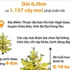 Tuyến đường trồng hoa mai vàng dài nhất Việt Nam