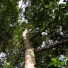 Cây đỉnh tùng (Cephalotaxus mannii Hook. f.) tại Khu Bảo tồn thiên nhiên Pù Luông, tỉnh Thanh Hóa. (Ảnh: TTXVN phát)