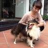 Dịch vụ trông chó, mèo đắt khách dịp Tết Nguyên đán. (Ảnh: PV/Vietnam+)