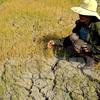 Ruộng lúa ở xã Ia Ka, huyện Chư Păh, Gia Lai khô cằn vì hạn hán. (Ảnh: Hoài Nam/TTXVN)