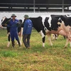 Những con bò sữa đã được chọn để đi thi Hoa hậu bò sữa năm 2016 đang luyện tập đi lại cho quen với không khí đông người. (Ảnh: Hồng Kiều/Vietnam+)